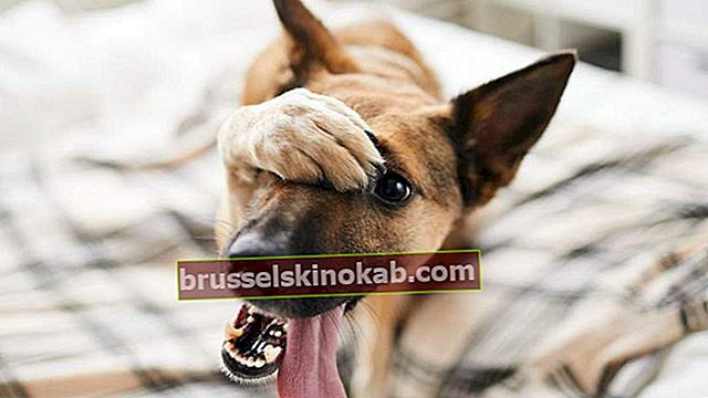 11 גיפי כלבים שיגרמו לכם להתגלגל מצחוק