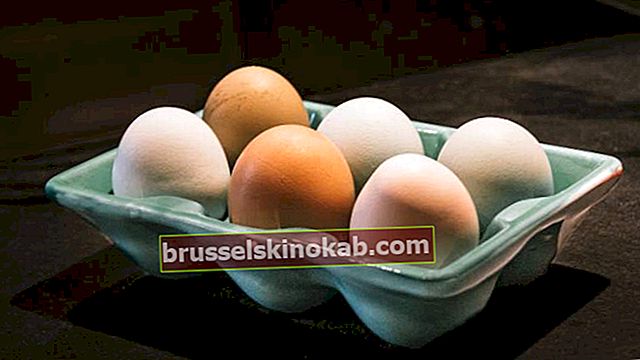 9 fakta du bör veta om ägg