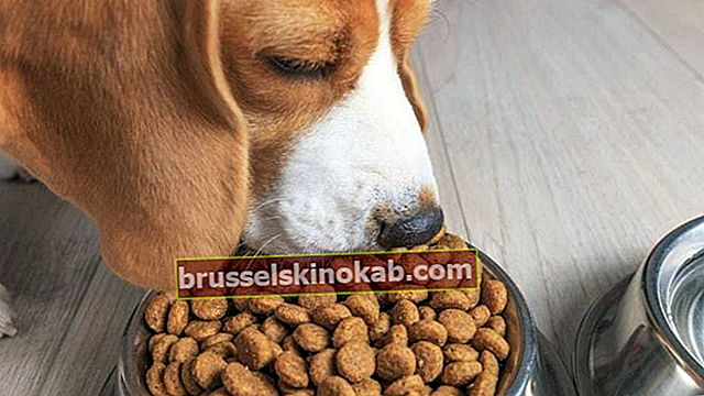 Ανακαλύψτε 5 τρόπους αύξησης της τροφής για σκύλους