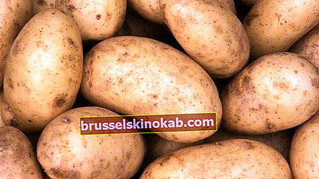 Kartoffel: ved alt om denne fantastiske grøntsag