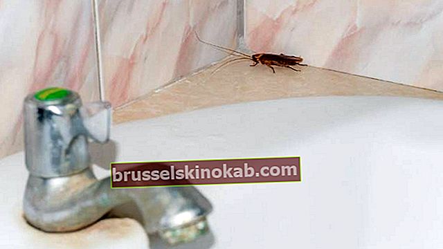 Leer hoe u een einde maakt aan kakkerlakken met 17 eenvoudige tips