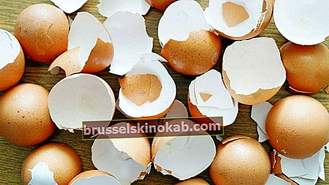 קליפת ביצה: גלה 7 שימושים מפתיעים